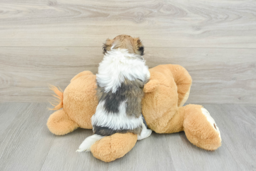 Best Havanese Baby