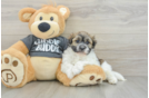 Hypoallergenic Havanese Purebred Pup