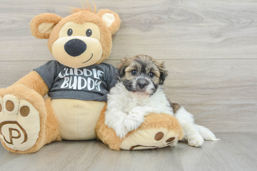 Hypoallergenic Havanese Purebred Pup