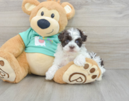 6 week old Havanese Puppy For Sale - Windy City Pups