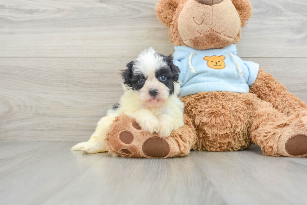 Funny Havanese Purebred Pup