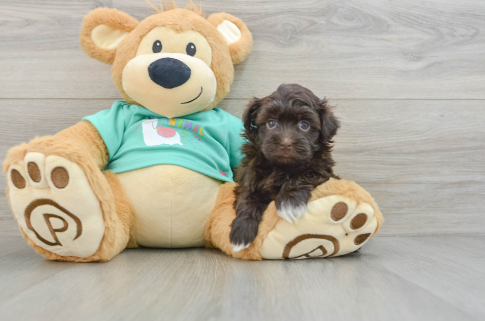 6 week old Havanese Puppy For Sale - Windy City Pups