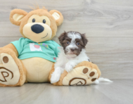 8 week old Havanese Puppy For Sale - Windy City Pups