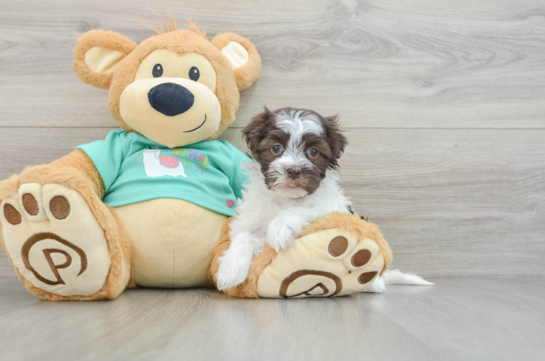 Havanese Pup Being Cute