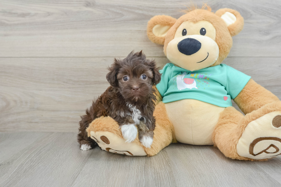 6 week old Havanese Puppy For Sale - Windy City Pups