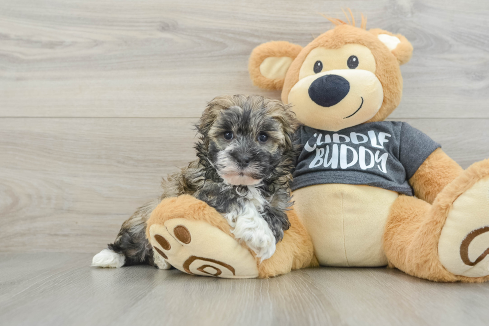 Best Havanese Baby