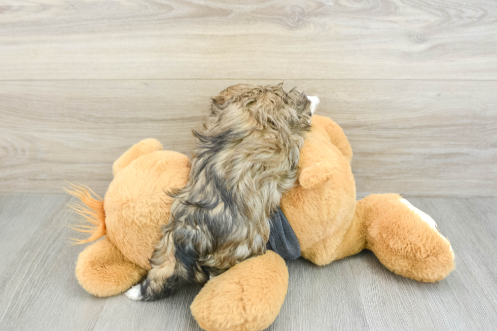 Hypoallergenic Havanese Purebred Pup