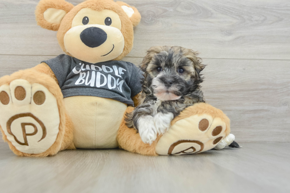 Energetic Havanese Cuban Bichon Purebred Puppy