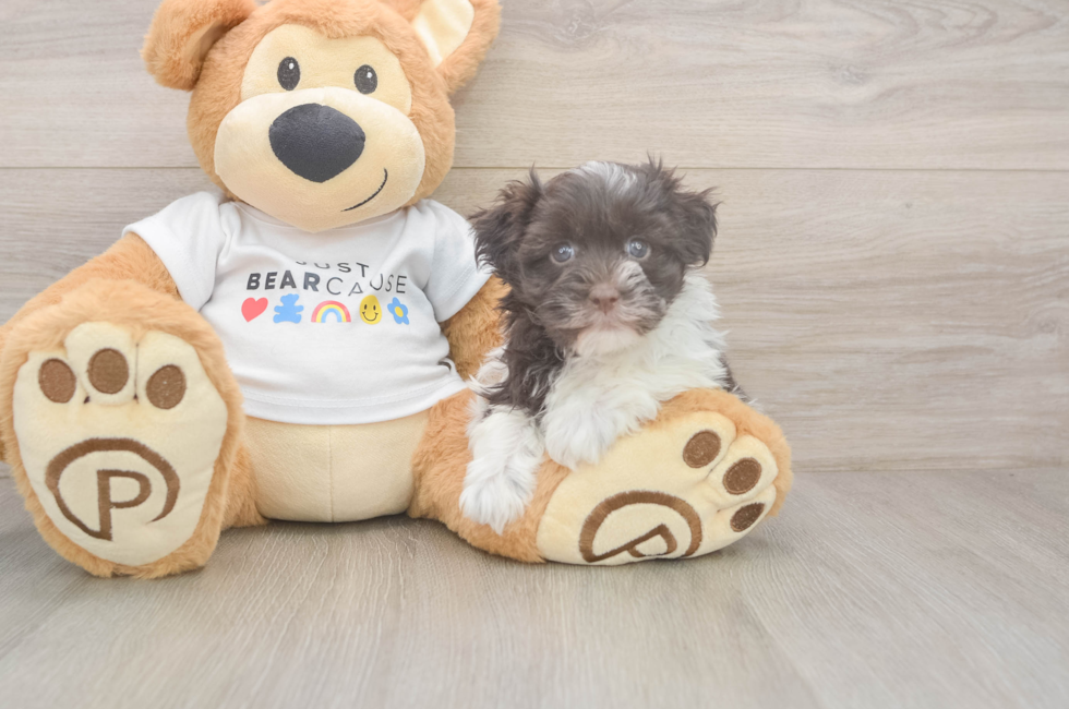 6 week old Havanese Puppy For Sale - Windy City Pups