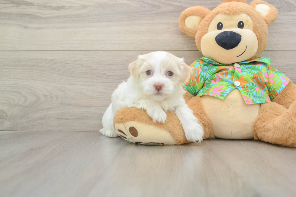 Popular Havanese Purebred Pup