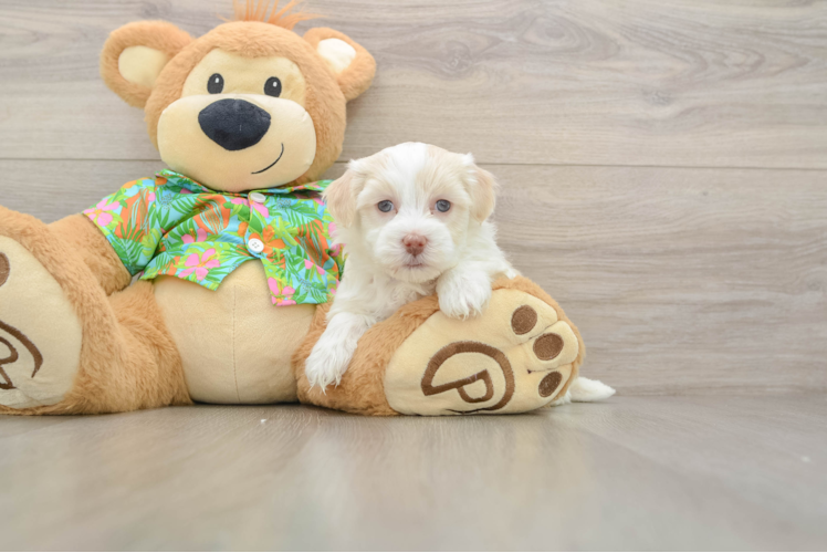 Havanese Pup Being Cute