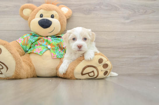 Havanese Pup Being Cute
