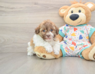 5 week old Havanese Puppy For Sale - Windy City Pups