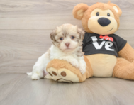 5 week old Havanese Puppy For Sale - Windy City Pups