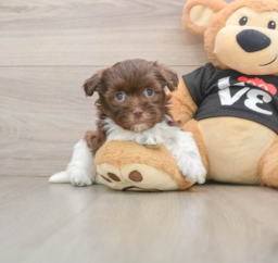 5 week old Havanese Puppy For Sale - Windy City Pups