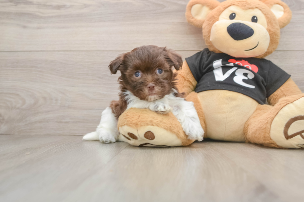 Funny Havanese Baby