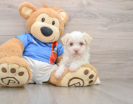 5 week old Havanese Puppy For Sale - Windy City Pups