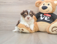 5 week old Havanese Puppy For Sale - Windy City Pups