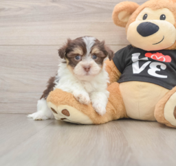 6 week old Havanese Puppy For Sale - Windy City Pups