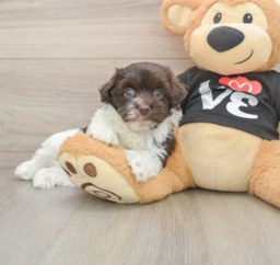 6 week old Havanese Puppy For Sale - Windy City Pups