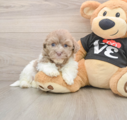5 week old Havanese Puppy For Sale - Windy City Pups