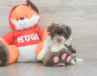 7 week old Havanese Puppy For Sale - Windy City Pups