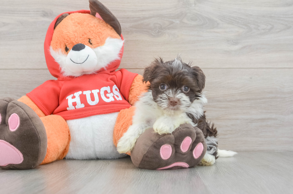 6 week old Havanese Puppy For Sale - Windy City Pups