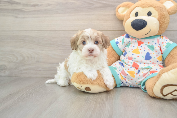 Hypoallergenic Havanese Purebred Pup
