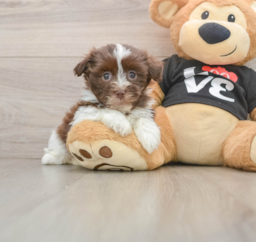 5 week old Havanese Puppy For Sale - Windy City Pups