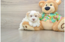 Small Havanese Baby