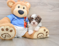 5 week old Havanese Puppy For Sale - Windy City Pups