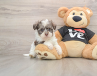 5 week old Havanese Puppy For Sale - Windy City Pups