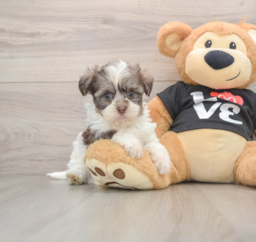 6 week old Havanese Puppy For Sale - Windy City Pups