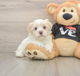6 week old Havanese Puppy For Sale - Windy City Pups