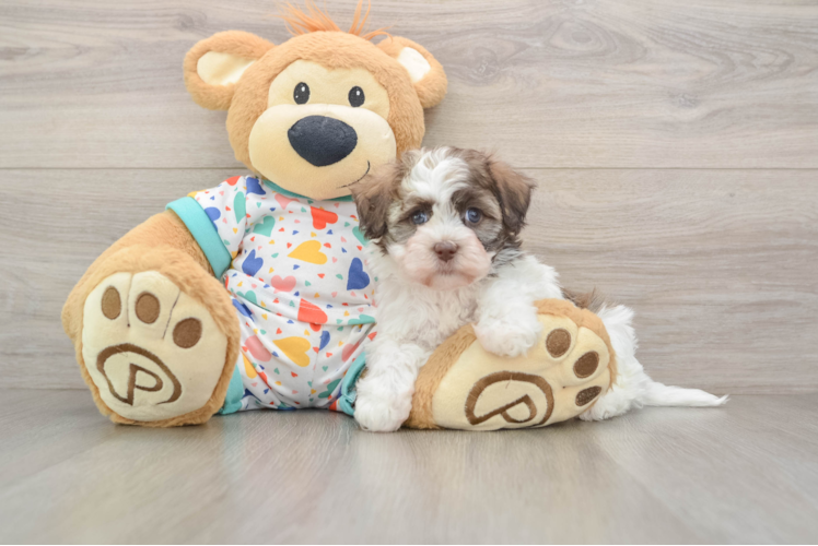 Havanese Puppy for Adoption