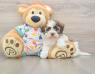 5 week old Havanese Puppy For Sale - Windy City Pups