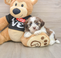 5 week old Havanese Puppy For Sale - Windy City Pups