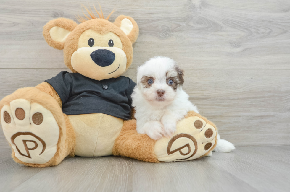 6 week old Havanese Puppy For Sale - Windy City Pups