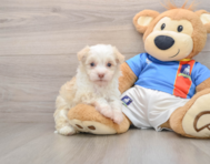 5 week old Havanese Puppy For Sale - Windy City Pups