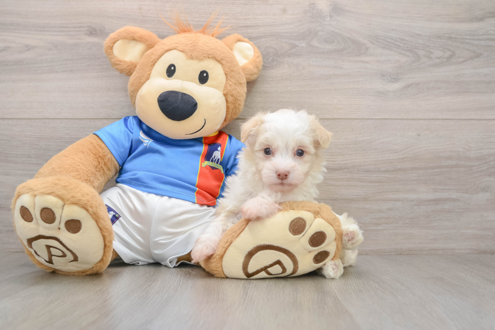 Friendly Havanese Baby