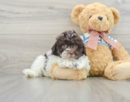 9 week old Havanese Puppy For Sale - Windy City Pups
