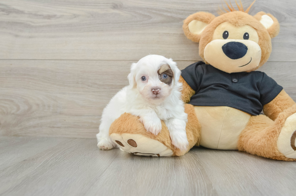 6 week old Havanese Puppy For Sale - Windy City Pups