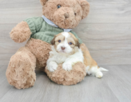 5 week old Havanese Puppy For Sale - Windy City Pups