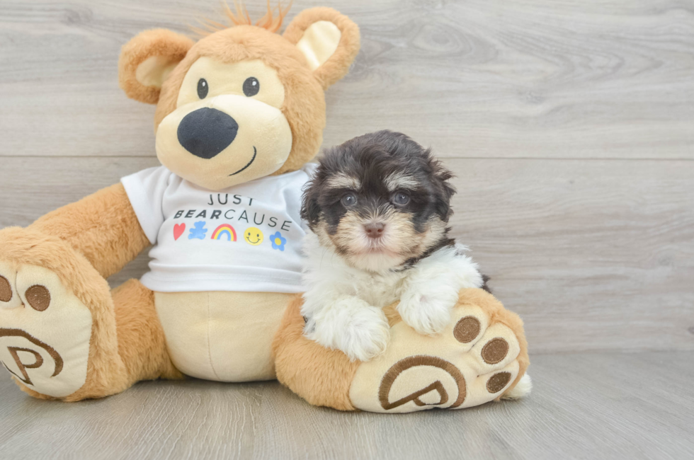 6 week old Havanese Puppy For Sale - Windy City Pups