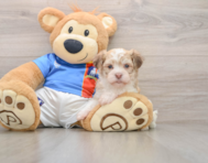 5 week old Havanese Puppy For Sale - Windy City Pups