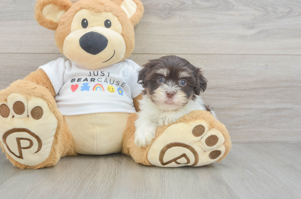 6 week old Havanese Puppy For Sale - Windy City Pups