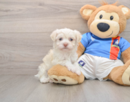 5 week old Havanese Puppy For Sale - Windy City Pups