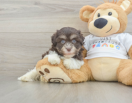 9 week old Havanese Puppy For Sale - Windy City Pups