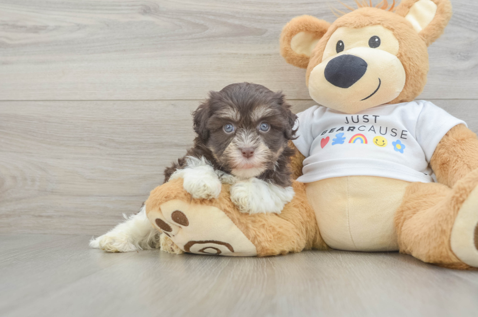 6 week old Havanese Puppy For Sale - Windy City Pups