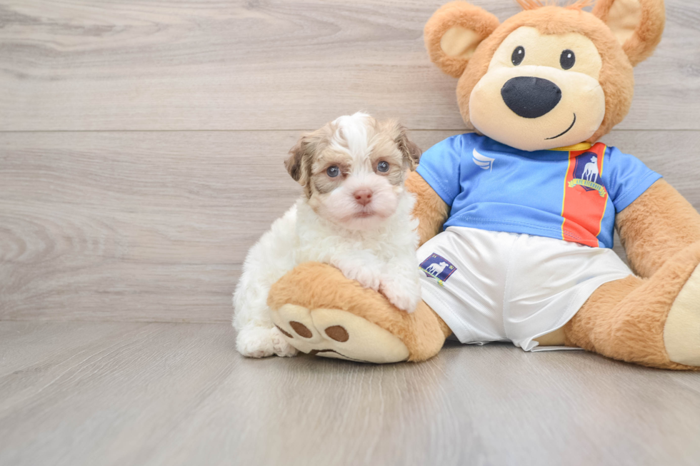 Little Havanese Baby